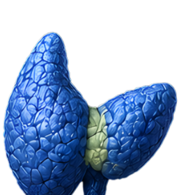 Endocrinologia
